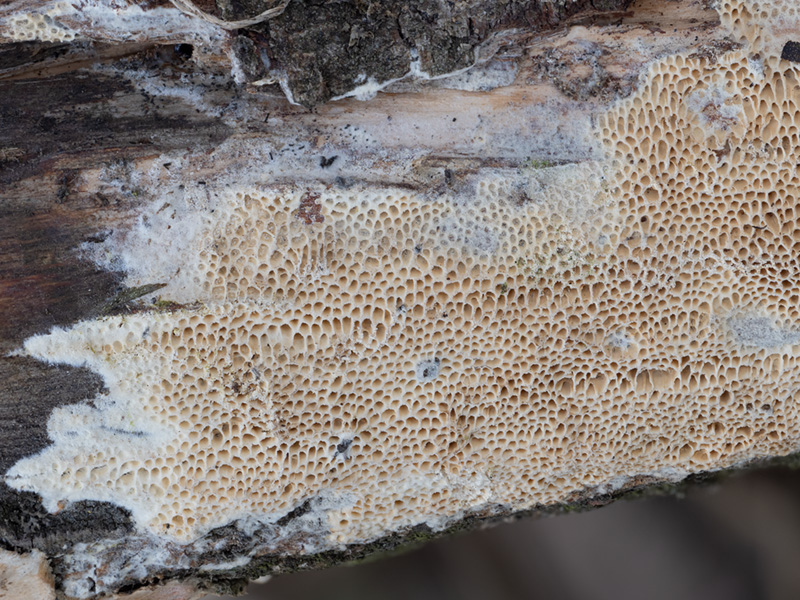 Antrodia macra